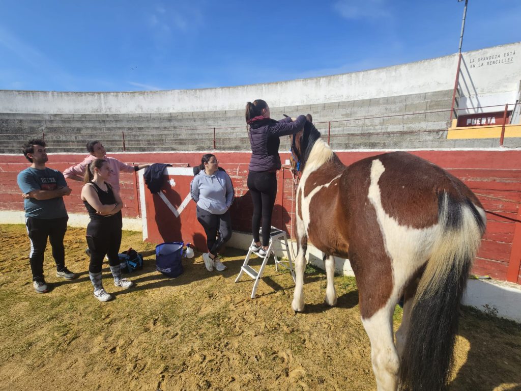 caballos 7
