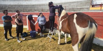 Los caballos de Las Villas se ponen guapos en Villoria: la plaza de toros La Vega acoge un curso de trenzado y recogido equino