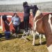 Los caballos de Las Villas se ponen guapos en Villoria: la plaza de toros La Vega acoge un curso de trenzado y recogido equino