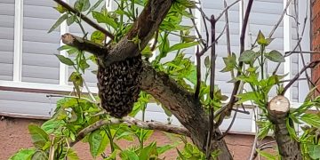 Vuelven los enjambres de abejas a Peñaranda: los Bomberos intervienen para retirar uno de un árbol en Ronda de San Lázaro