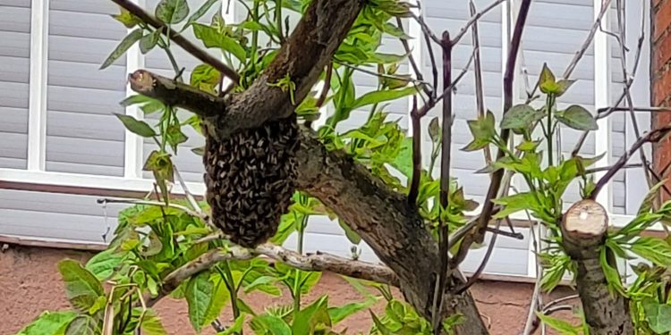 Vuelven los enjambres de abejas a Peñaranda: los Bomberos intervienen para retirar uno de un árbol en Ronda de San Lázaro