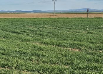 Malas previsiones en el campo salmantino por las condiciones meteorológicas con falta de lluvias y heladas nocturnas