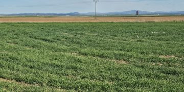Malas previsiones en el campo salmantino por las condiciones meteorológicas con falta de lluvias y heladas nocturnas