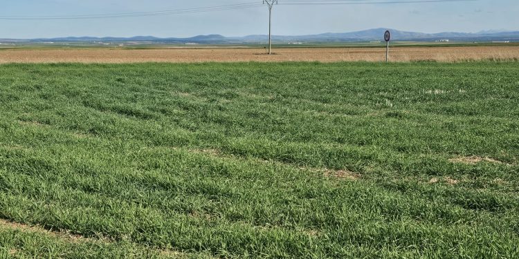 Malas previsiones en el campo salmantino por las condiciones meteorológicas con falta de lluvias y heladas nocturnas