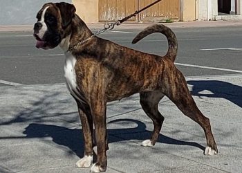 Luisa de los Infanzones, con sólo 10 meses, se proclama Campeona Joven en la 43 exposición del Bóxer Club de Portugal