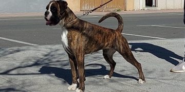 Luisa de los Infanzones, con sólo 10 meses, se proclama Campeona Joven en la 43 exposición del Bóxer Club de Portugal