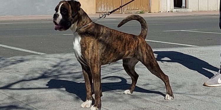 Luisa de los Infanzones, con sólo 10 meses, se proclama Campeona Joven en la 43 exposición del Bóxer Club de Portugal