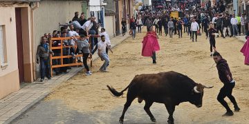 Multitudinario Toro del Voto en las fiestas de Villoria con Tachado y Comilón como reclamo para cientos de aficionados taurinos