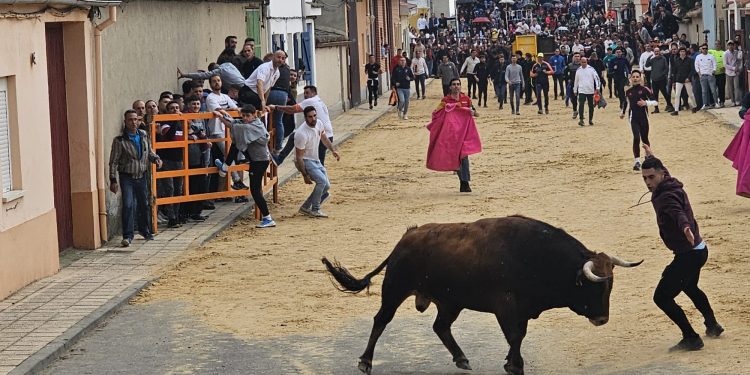 Multitudinario Toro del Voto en las fiestas de Villoria con Tachado y Comilón como reclamo para cientos de aficionados taurinos