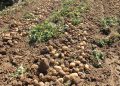 Importante bajada de la superficie de siembra de patata en la provincia de Salamanca para la cosecha de este 2026