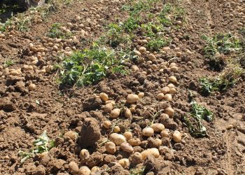 Importante bajada de la superficie de siembra de patata en la provincia de Salamanca para la cosecha de este 2026
