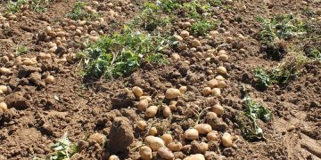 Importante bajada de la superficie de siembra de patata en la provincia de Salamanca para la cosecha de este 2026