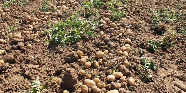 Importante bajada de la superficie de siembra de patata en la provincia de Salamanca para la cosecha de este 2026