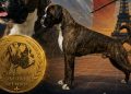 Los bóxer de los Infanzones siguen sumando triunfos en varios eventos nacionales y en los campeonatos celebrados en Francia