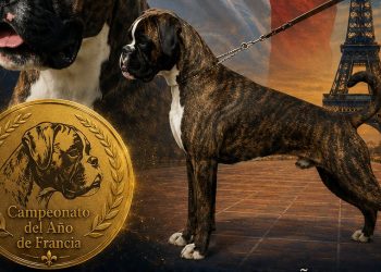 Los bóxer de los Infanzones siguen sumando triunfos en varios eventos nacionales y en los campeonatos celebrados en Francia