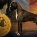 Los bóxer de los Infanzones siguen sumando triunfos en varios eventos nacionales y en los campeonatos celebrados en Francia