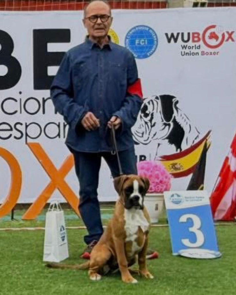 boxer 22