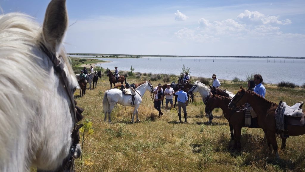 caballos 9