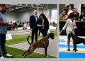 Lothar Matthaus de los Infanzones, el perro bóxer de raíces peñarandinas que con sólo 11 meses «arrasa» en las exposiciones