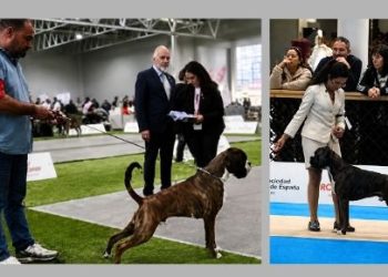 Lothar Matthaus de los Infanzones, el perro bóxer de raíces peñarandinas que con sólo 11 meses «arrasa» en las exposiciones