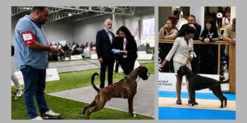 Lothar Matthaus de los Infanzones, el perro bóxer de raíces peñarandinas que con sólo 11 meses «arrasa» en las exposiciones