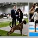 Lothar Matthaus de los Infanzones, el perro bóxer de raíces peñarandinas que con sólo 11 meses «arrasa» en las exposiciones