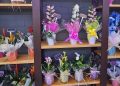 Floristería Martina: el paraíso de las flores y las plantas donde encontrar el regalo ideal que una madre merece en su día especial