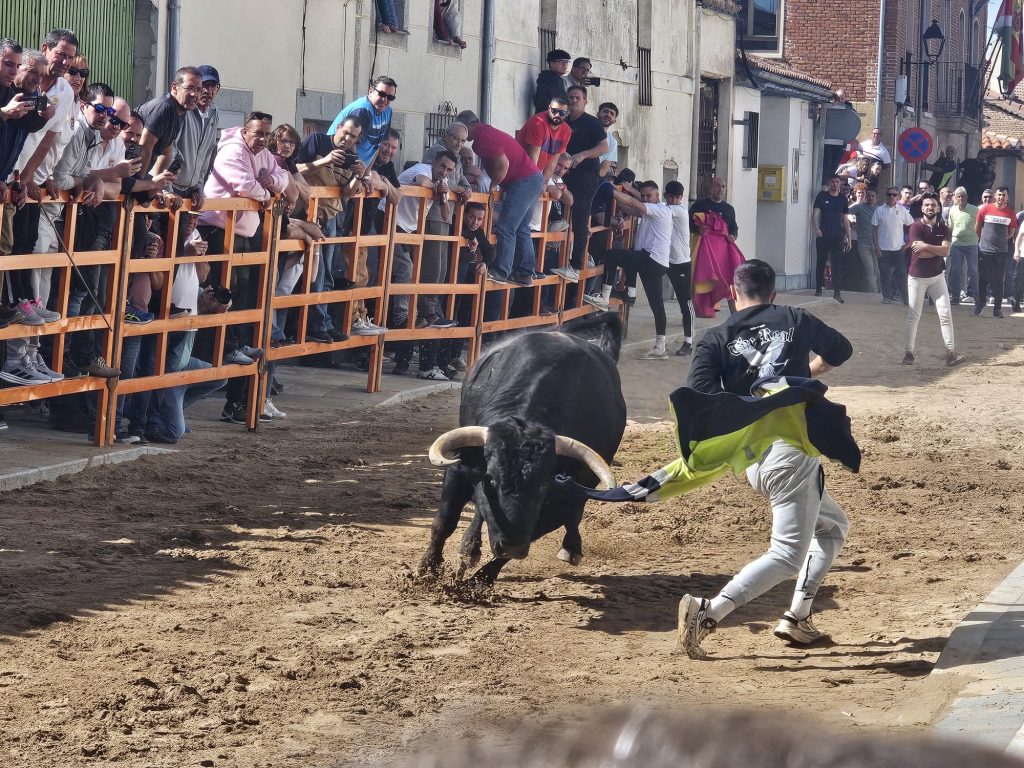 torocantalpino 3
