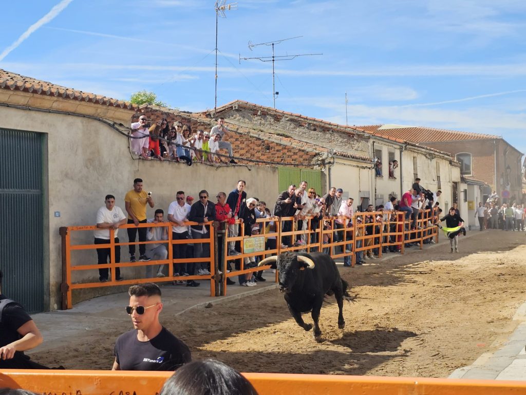torocantalpino 7