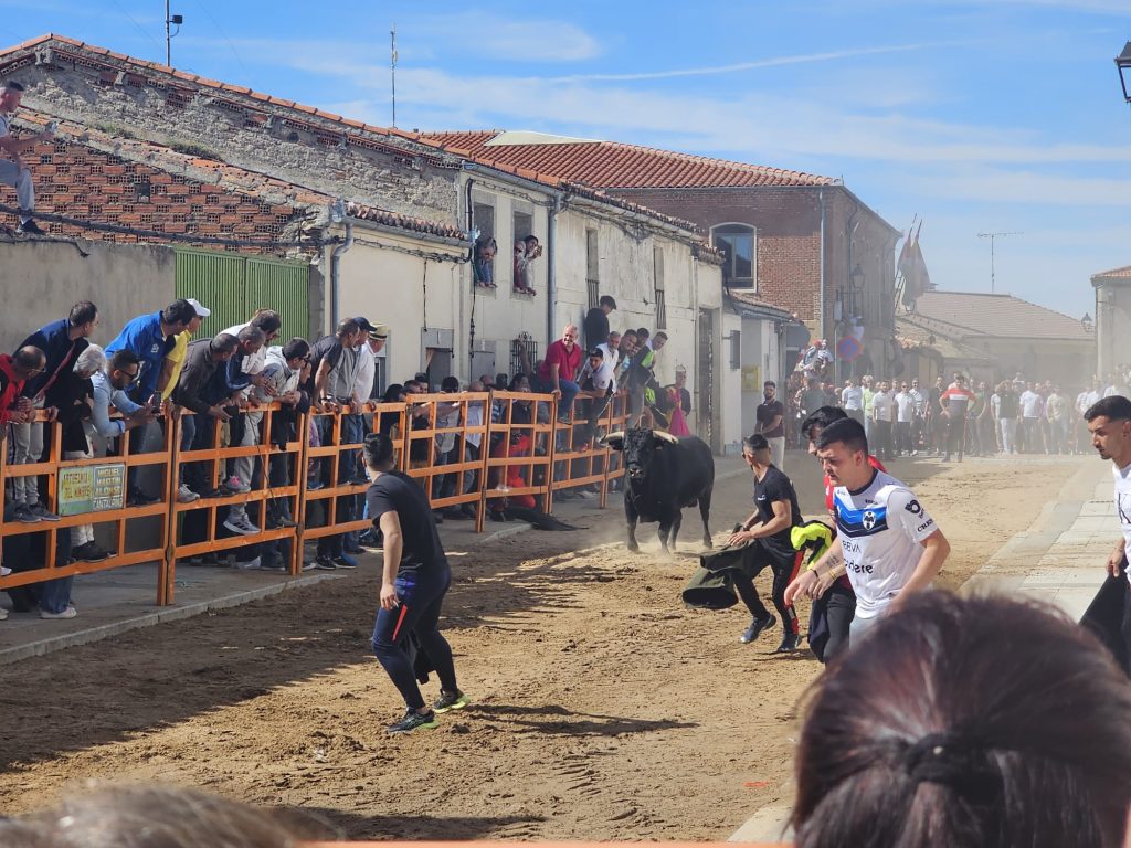 torocantalpino 8