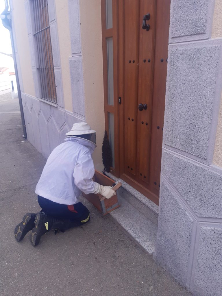 abejas 7