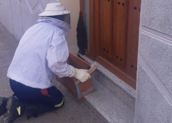 Bomberos del parque comarcal de Peñaranda retiran un enjambre de abejas posado en la puerta de una vivienda en Macotera