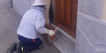 Bomberos del parque comarcal de Peñaranda retiran un enjambre de abejas posado en la puerta de una vivienda en Macotera