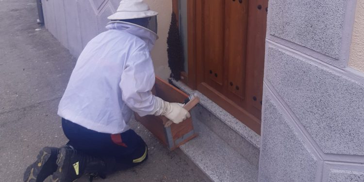 Bomberos del parque comarcal de Peñaranda retiran un enjambre de abejas posado en la puerta de una vivienda en Macotera