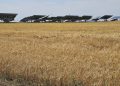 UPA CYL advierte de que habrá un 40 % menos de cosecha de cereales en Castilla y León, y con posibilidades de empeorar