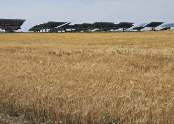 UPA CYL advierte de que habrá un 40 % menos de cosecha de cereales en Castilla y León, y con posibilidades de empeorar