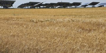 UPA CYL advierte de que habrá un 40 % menos de cosecha de cereales en Castilla y León, y con posibilidades de empeorar