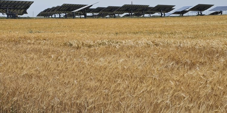 UPA CYL advierte de que habrá un 40 % menos de cosecha de cereales en Castilla y León, y con posibilidades de empeorar