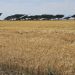 UPA CYL advierte de que habrá un 40 % menos de cosecha de cereales en Castilla y León, y con posibilidades de empeorar