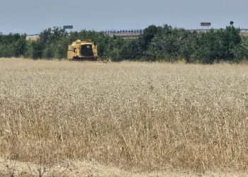 Decepción entre los agricultores al empezar a cosechar los campos de cebada en las comarcas de Peñaranda y Alba