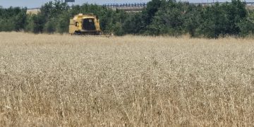 Decepción entre los agricultores al empezar a cosechar los campos de cebada en las comarcas de Peñaranda y Alba
