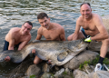 Tres pescadores peñarandinos capturan un espectacular siluro de 2,13 metros en aguas del río Tajo a su paso por Extremadura