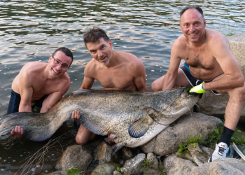Tres pescadores peñarandinos capturan un espectacular siluro de 2,13 metros en aguas del río Tajo a su paso por Extremadura