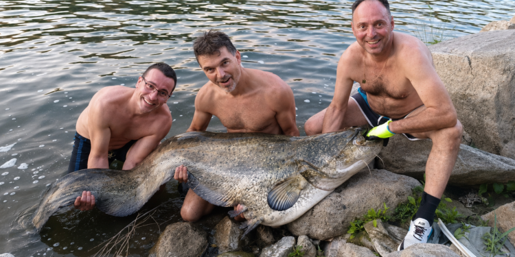 Tres pescadores peñarandinos capturan un espectacular siluro de 2,13 metros en aguas del río Tajo a su paso por Extremadura