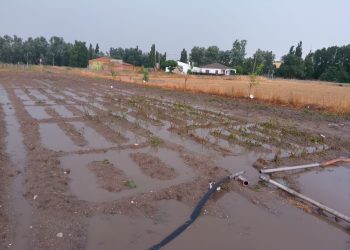 El granizo deja en Tordillos pérdidas de hasta el 100 por 100 en cultivos como guisantes y colzas y graves daños en cereal