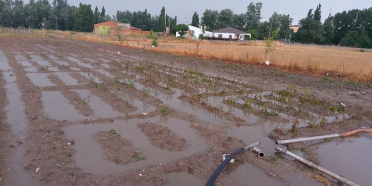 El granizo deja en Tordillos pérdidas de hasta el 100 por 100 en cultivos como guisantes y colzas y graves daños en cereal