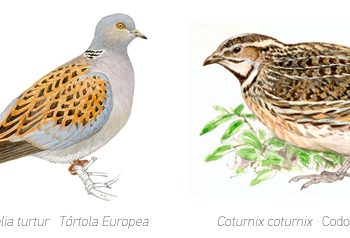 La Junta apuesta por la media veda de la codorniz y de la tórtola europea con medidas compatibles con la gestión y conservación