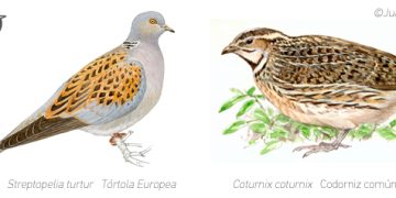 La Junta apuesta por la media veda de la codorniz y de la tórtola europea con medidas compatibles con la gestión y conservación