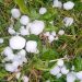Paradinas y Rágama se llevan la peor parte de la granizada con una gran tormenta que deja daños en remolachas y cereales