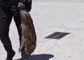 Un pequeño jabalí se pasea por Peñaranda hasta que la Policía Local lo ha capturado y devuelto esta mediodía a su hábitat natural